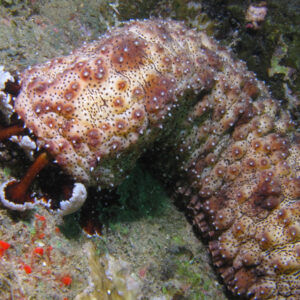 SEA CUCUMBER