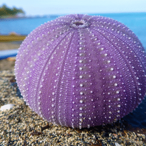 Shell Sea Urchin