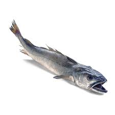 Southern Hake Merluccius australis