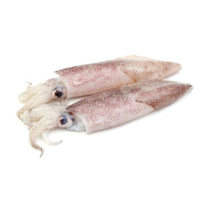 Wholesale Baby Squid loligo squid