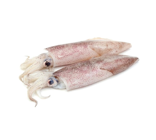 Wholesale Baby Squid loligo squid