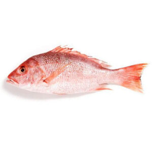 Wholesale Red Sea Bream