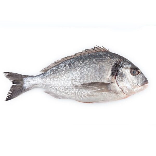Wholesale Sea Bream / Dorade (Sparus aurata)