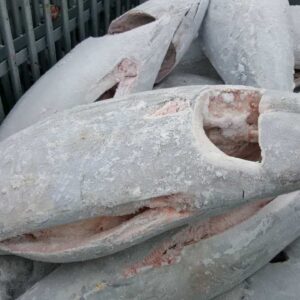 Wholesale Yellowfin Tuna GG
