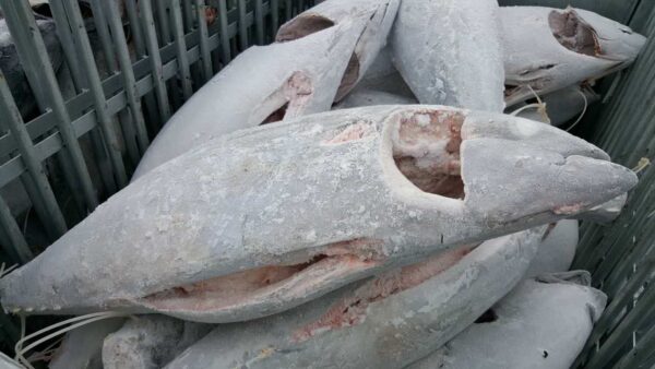 Wholesale Yellowfin Tuna GG