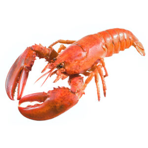 EUROPEAN LOBSTER