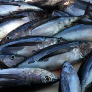 MEDITERRANEAN BONITO