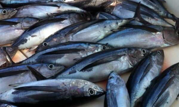 MEDITERRANEAN BONITO