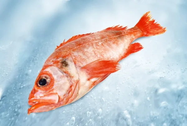REDFISH