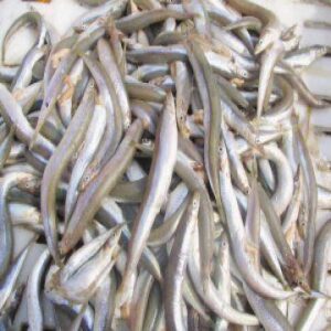 MEDITERRANEAN SAND EEL