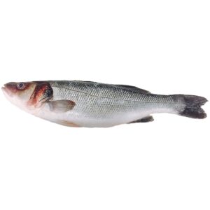 sea bass wholesale