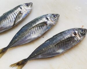 Frozen whole round jack mackerel packed for export