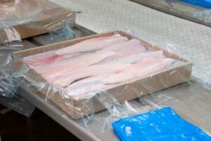 Hake fillets being processed and packed under temperature control