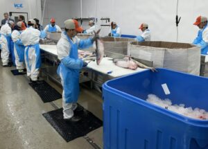 Individually quick frozen fish during processing