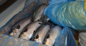 Jack mackerel being processed and frozen under temperature control