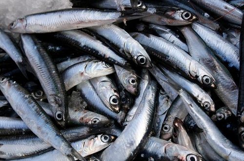 ANCHOVY.jpg ANCHOVY.jpg