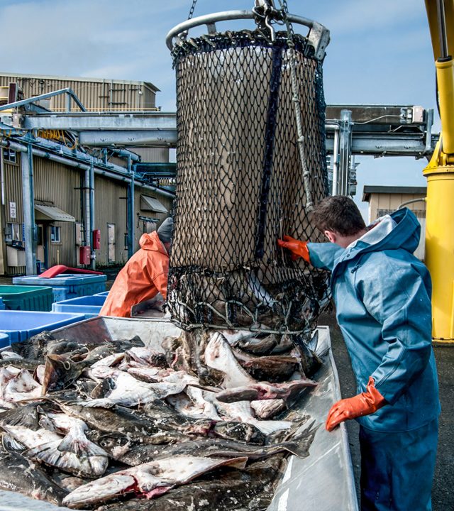 Pesquera-Magallanes_seafood.jpg Pesquera-Magallanes_seafood.jpg