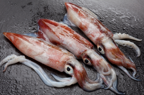 SQUID.png SQUID.png